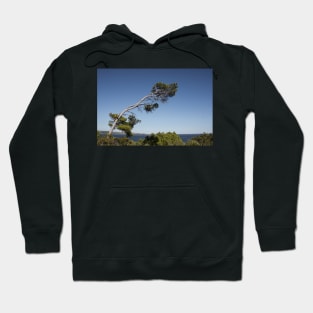 Windswept. Hoodie